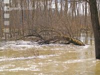 Hochwasser Donauau 2