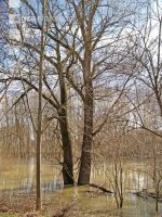 Hochwasser Donauau 4