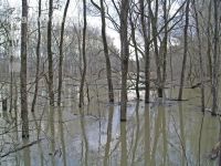 Hochwasser Donauau 5