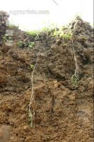 Fine roots 1