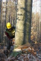 Buchen fällen 15