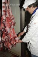 Fleischbeschau Kalb 4
