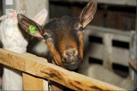 Geiss Blick 1