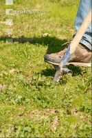 Ampfer stechen 2