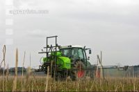 Senf abwelken 11