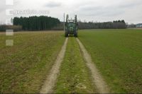Senf abwelken 15