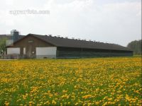 Legehennen Halle 9