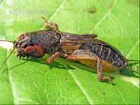 Jarr worm