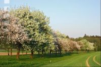 Mostobst Blüte 13