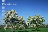Mostobst Blüte 14