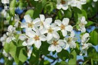 Mostobst Blüte 16