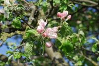 Mostobst Blüte 17