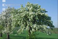 Mostobst Blüte 18