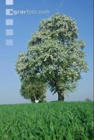 Mostobst Blüte 28