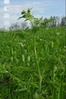 Wiesenkerbel jung 2
