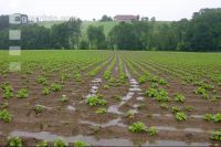 Kartoffel Hochwasser 9