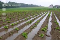 Kartoffel Hochwasser 1