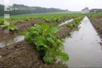 Kartoffel Hochwasser 2