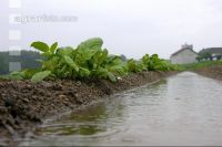 Kartoffel Hochwasser 3