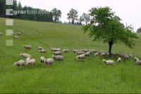 Regen Schafe 1
