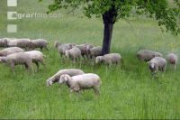 Regen Schafe 2