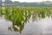 Soja Wasser 2
