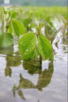 Soja Wasser 3