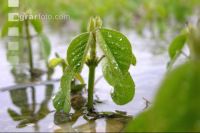 Soja Wasser 4