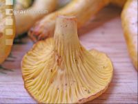 Eierschwammerl 3