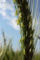 Triticale Blüte 8