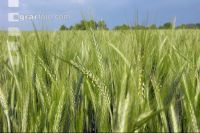 Triticale Blüte 9