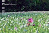 Stimmung Mohnfeld 2