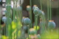 Stimmung Mohnfeld 6