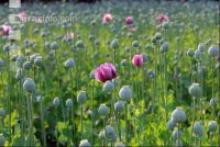 Stimmung Mohnfeld 7