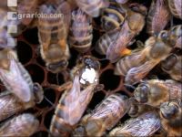 Bienenkönigin 2