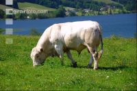 Rinder am See 19