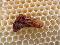 Bienenkönigin 1