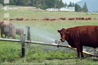 Amerika Cattle 02
