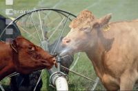 Amerika Cattle 04