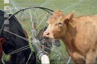 Amerika Cattle 05
