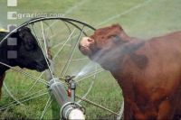 Amerika Cattle 06