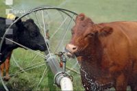 Amerika Cattle 08
