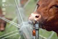Amerika Cattle 09