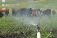Amerika Cattle 10