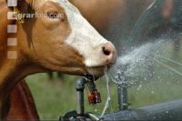 Amerika Cattle 11