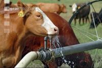 Amerika Cattle 12
