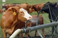 Amerika Cattle 13