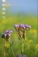 Phacelia Blüte 11