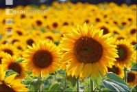 Sonnenblume Blüte 6