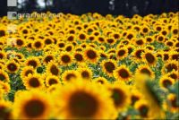 Sonnenblume Blüte 3